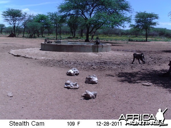 Chacma Baboon Trail Camera Namibia