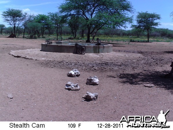 Chacma Baboon Trail Camera Namibia