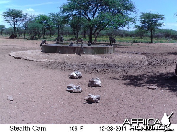 Chacma Baboon Trail Camera Namibia