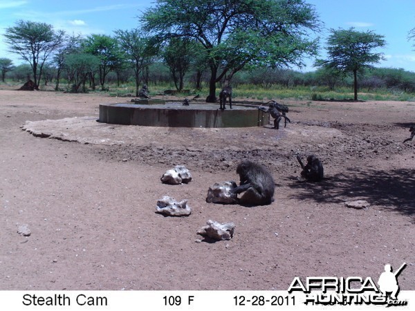 Chacma Baboon Trail Camera Namibia