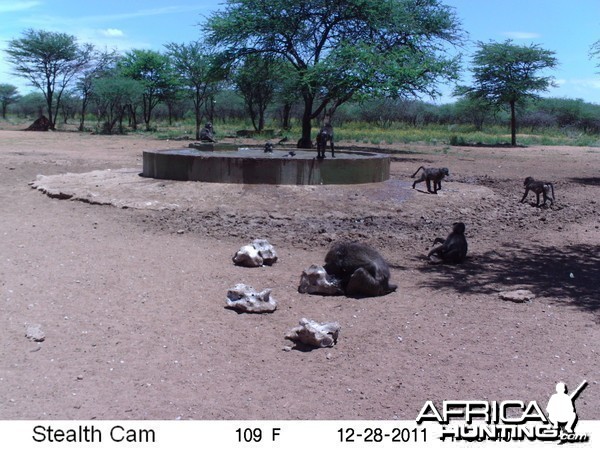 Chacma Baboon Trail Camera Namibia