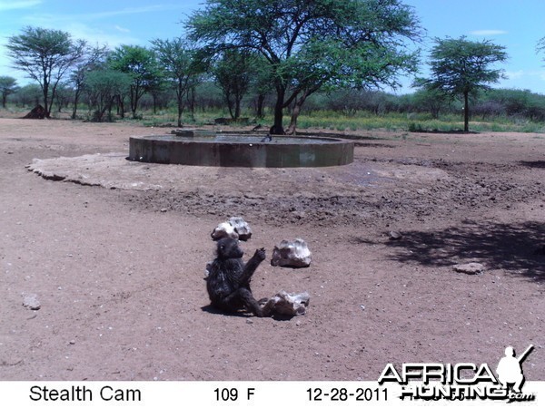 Chacma Baboon Trail Camera Namibia