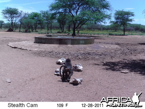 Chacma Baboon Trail Camera Namibia