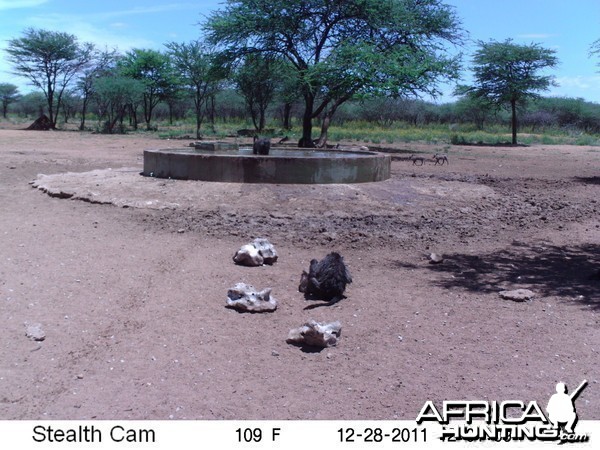 Chacma Baboon Trail Camera Namibia