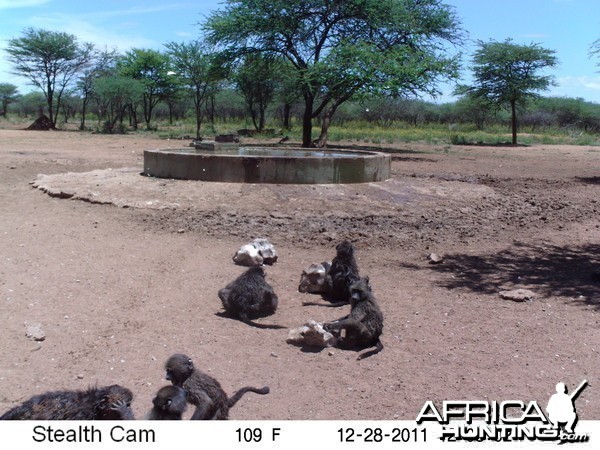 Chacma Baboon Trail Camera Namibia