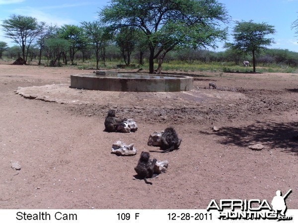 Chacma Baboon Trail Camera Namibia