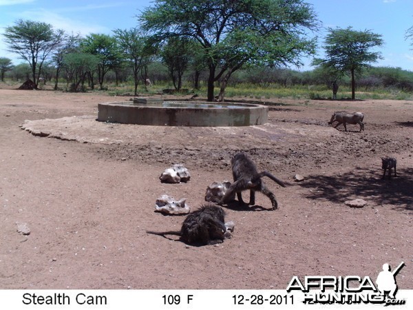 Chacma Baboon Trail Camera Namibia