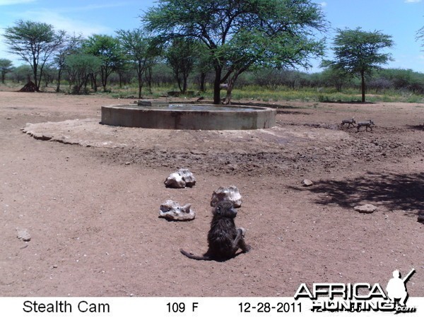 Chacma Baboon Trail Camera Namibia