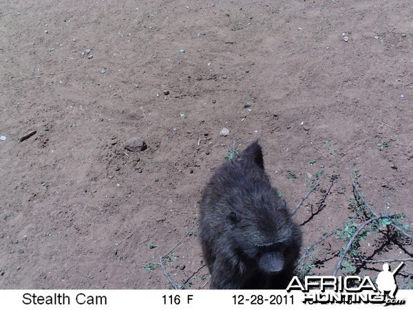 Chacma Baboon Trail Camera Namibia