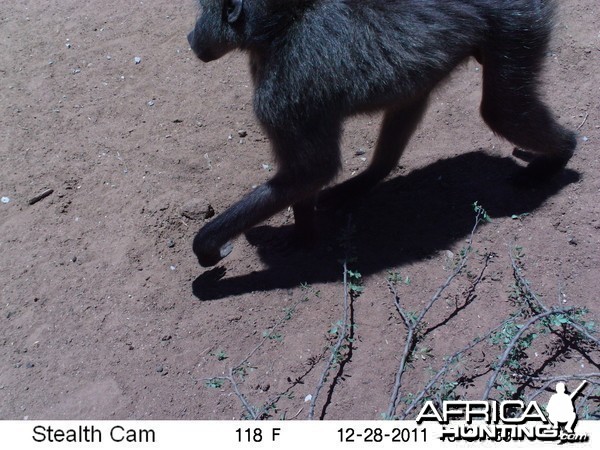 Chacma Baboon Trail Camera Namibia