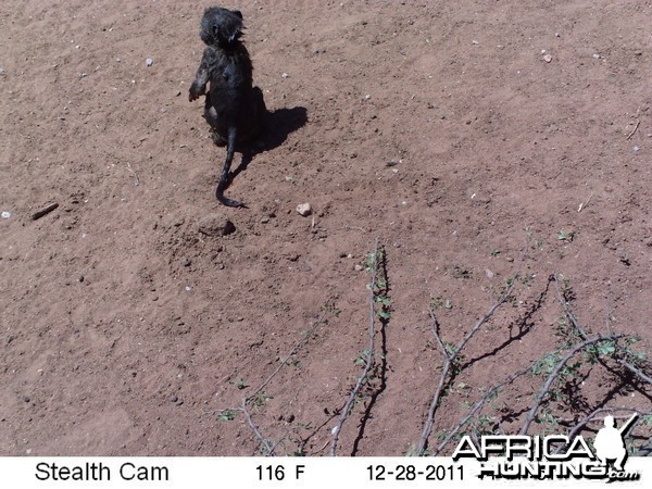 Chacma Baboon Trail Camera Namibia