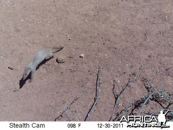 Banded Mongoose Trail Camera Namibia