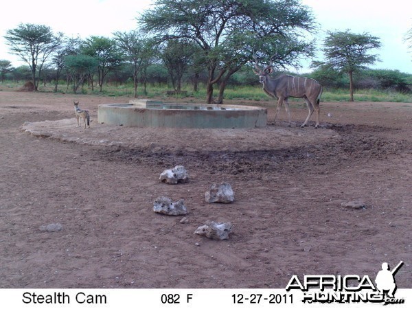 Trail Camera Namibia