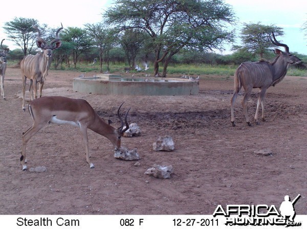 Greater Kudu Trail Camera Namibia