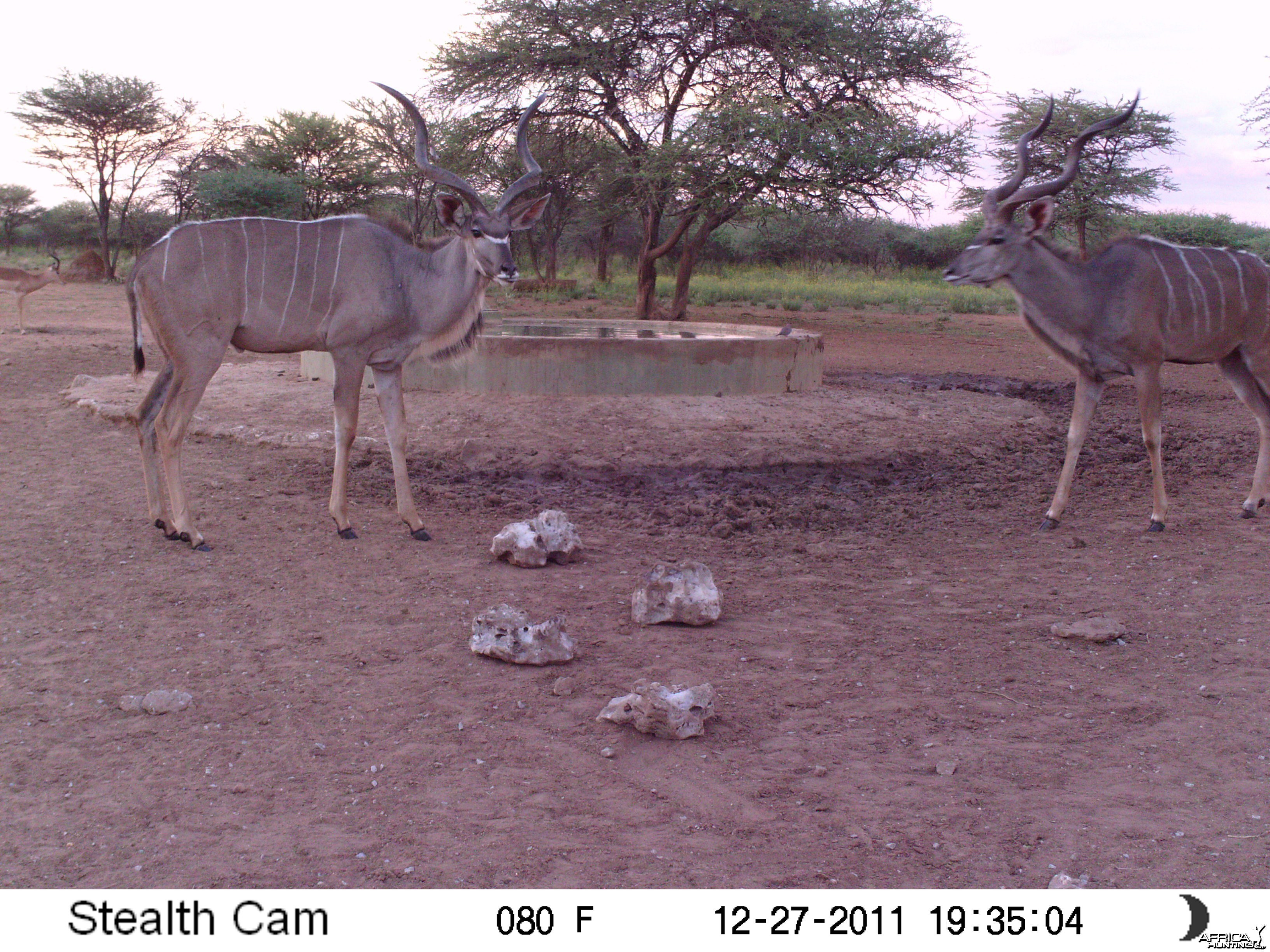 Greater Kudu Trail Camera Namibia