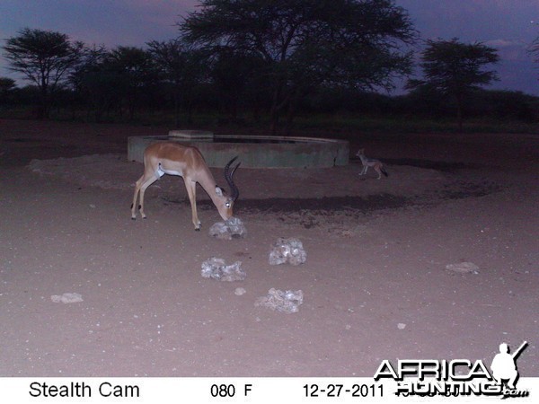 Trail Camera Namibia