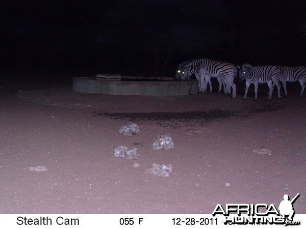 Zebra Trail Camera Namibia