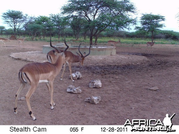 Trail Camera Namibia