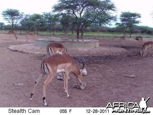 Trail Camera Namibia