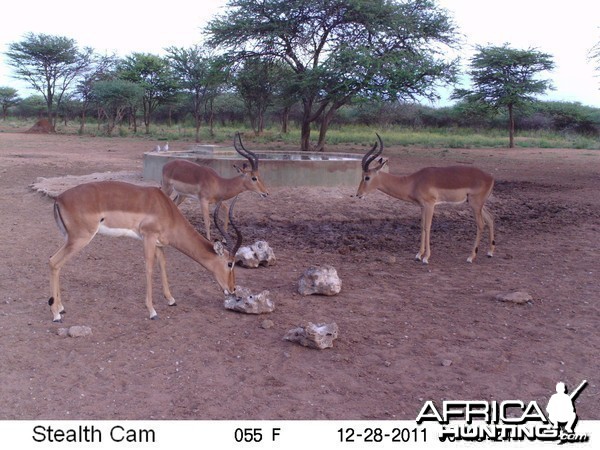 Trail Camera Namibia