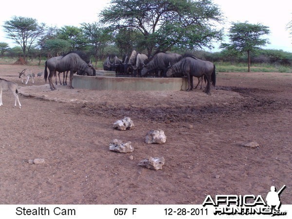 Trail Camera Namibia