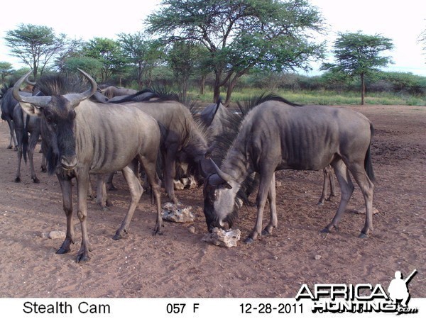 Trail Camera Namibia