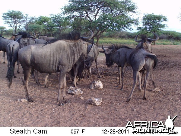 Trail Camera Namibia