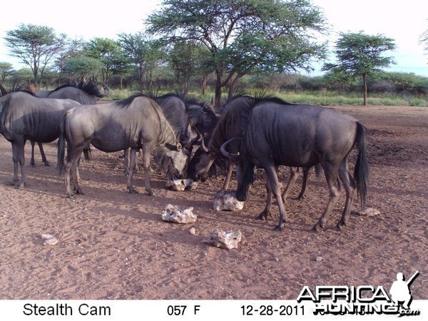 Trail Camera Namibia