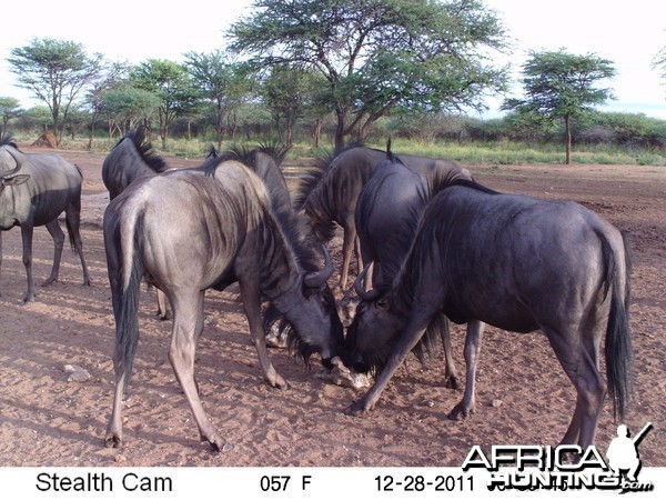 Trail Camera Namibia