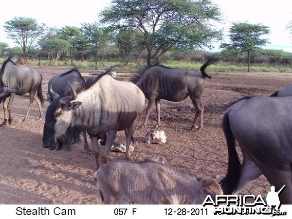 Trail Camera Namibia