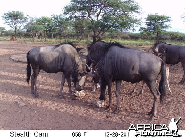 Trail Camera Namibia