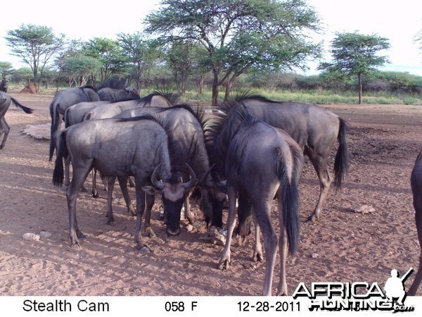 Trail Camera Namibia