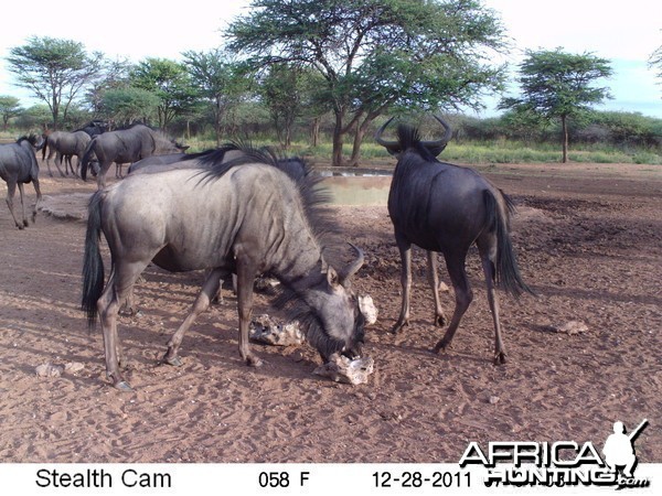 Trail Camera Namibia