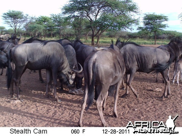 Trail Camera Namibia