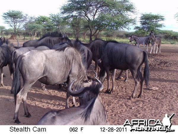 Trail Camera Namibia