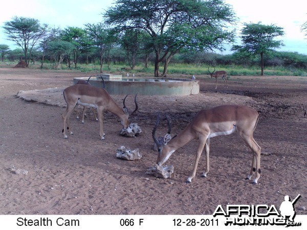 Trail Camera Namibia