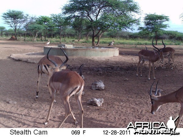 Trail Camera Namibia