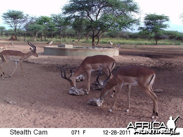 Trail Camera Namibia