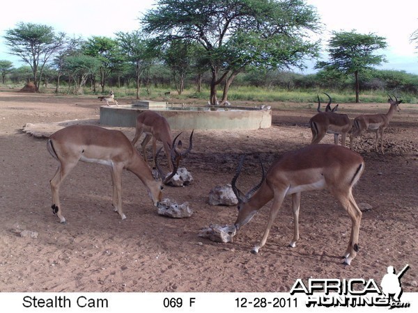 Trail Camera Namibia