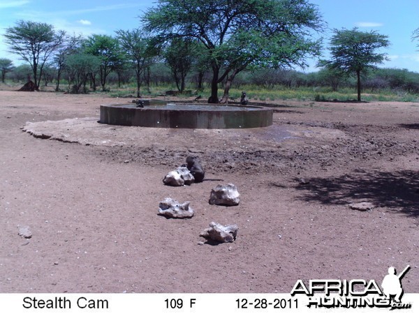 Chacma Baboon Trail Camera Namibia