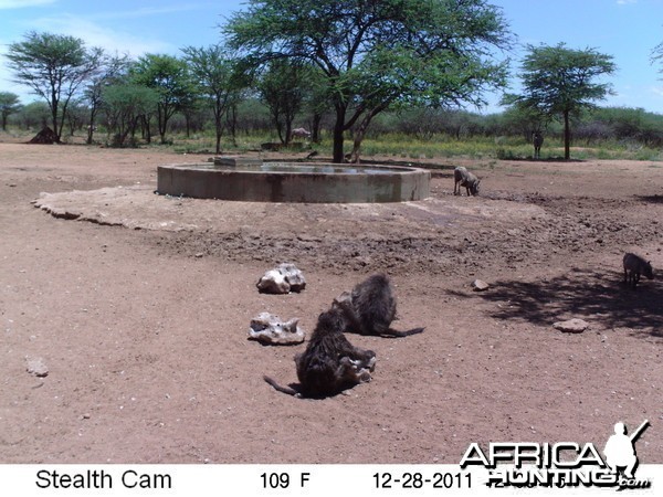 Chacma Baboon Trail Camera Namibia