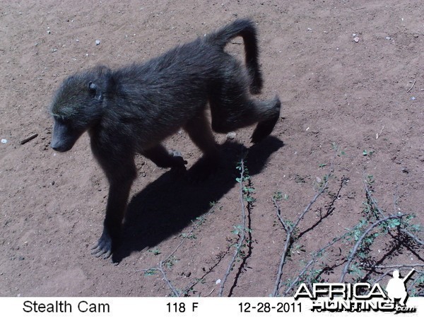 Chacma Baboon Trail Camera Namibia