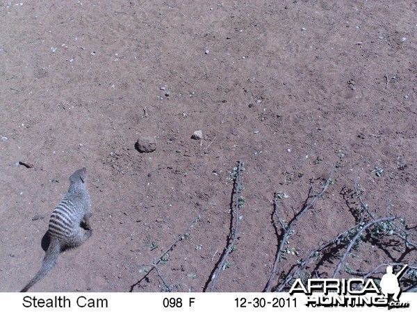 Banded Mongoose Trail Camera Namibia