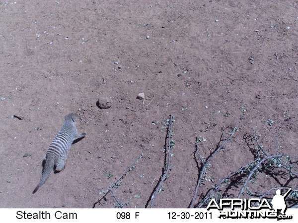 Banded Mongoose Trail Camera Namibia