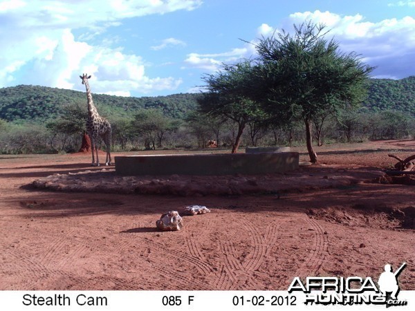 Trail Camera Namibia