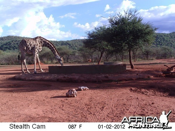 Trail Camera Namibia