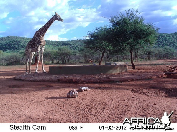 Trail Camera Namibia