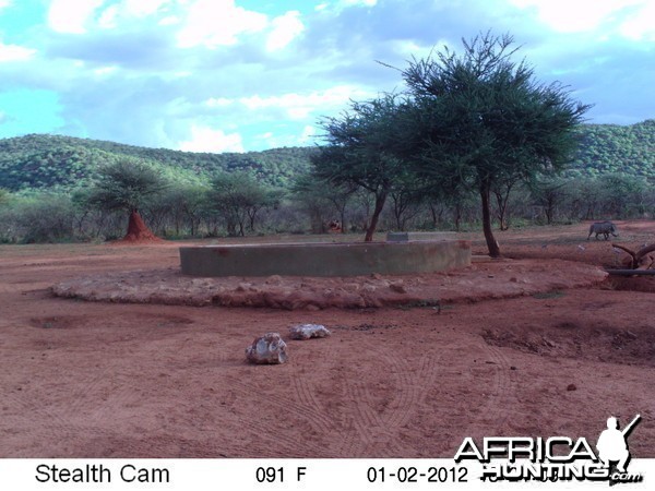 Trail Camera Namibia