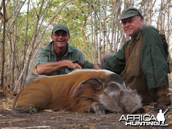 Red river hog hunting in CAR