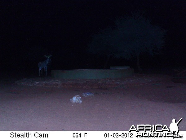 Trail Camera Namibia